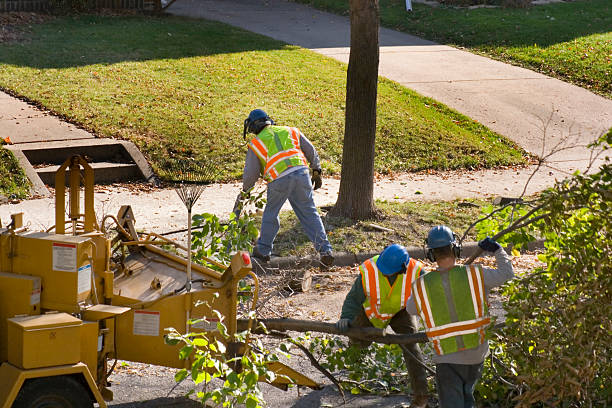 Residential Tree Removal in Druid Hills, GA